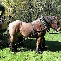 Pferdeschlitten- und Kutschfahrten