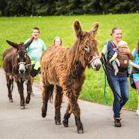 Erlebnis Eselwanderung