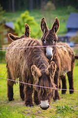 Tiere auf der Weide oberhalb der Körnermühle